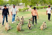 અબોલ જીવોની સેવા એ જ સાચી માનવતાના સૂત્રને સાર્થક કરતું પાટણનું આધાર ફાઉન્ડેશન